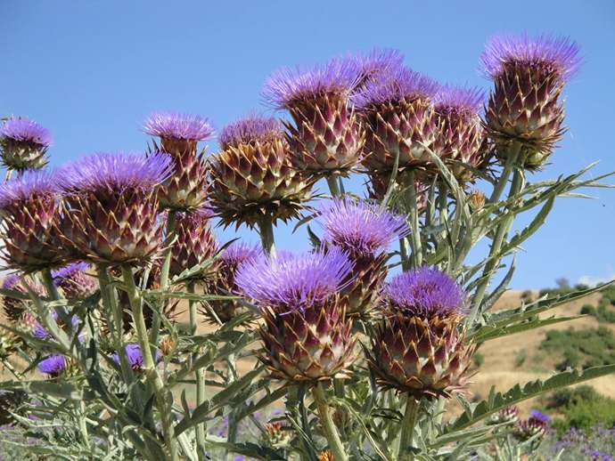 Αγριαγκινάρα